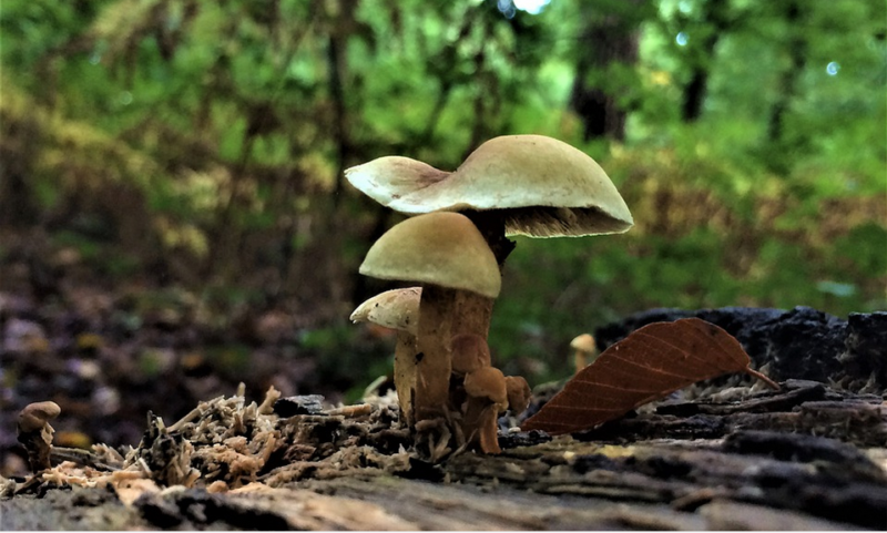 magic mushroom in the wild